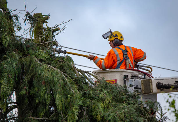 Best Tree Risk Assessment  in Fairmont, NC