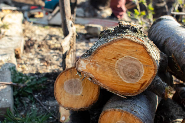 How Our Tree Care Process Works  in  Fairmont, NC