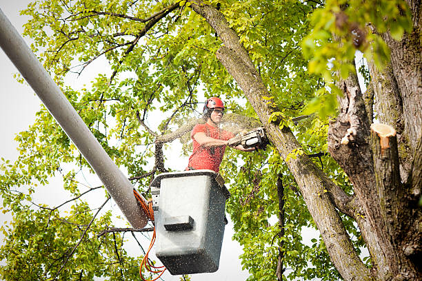 Trusted Fairmont, NC Tree Care Experts