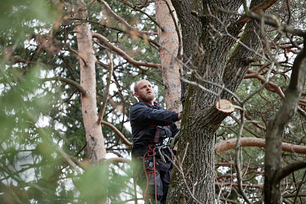 Best Hazardous Tree Removal  in Fairmont, NC